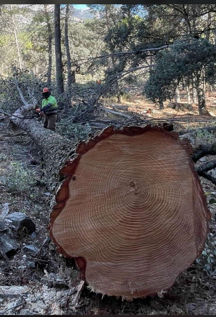 corta de madera